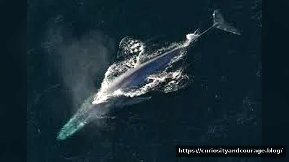 What Animal Is the Biggest in the World